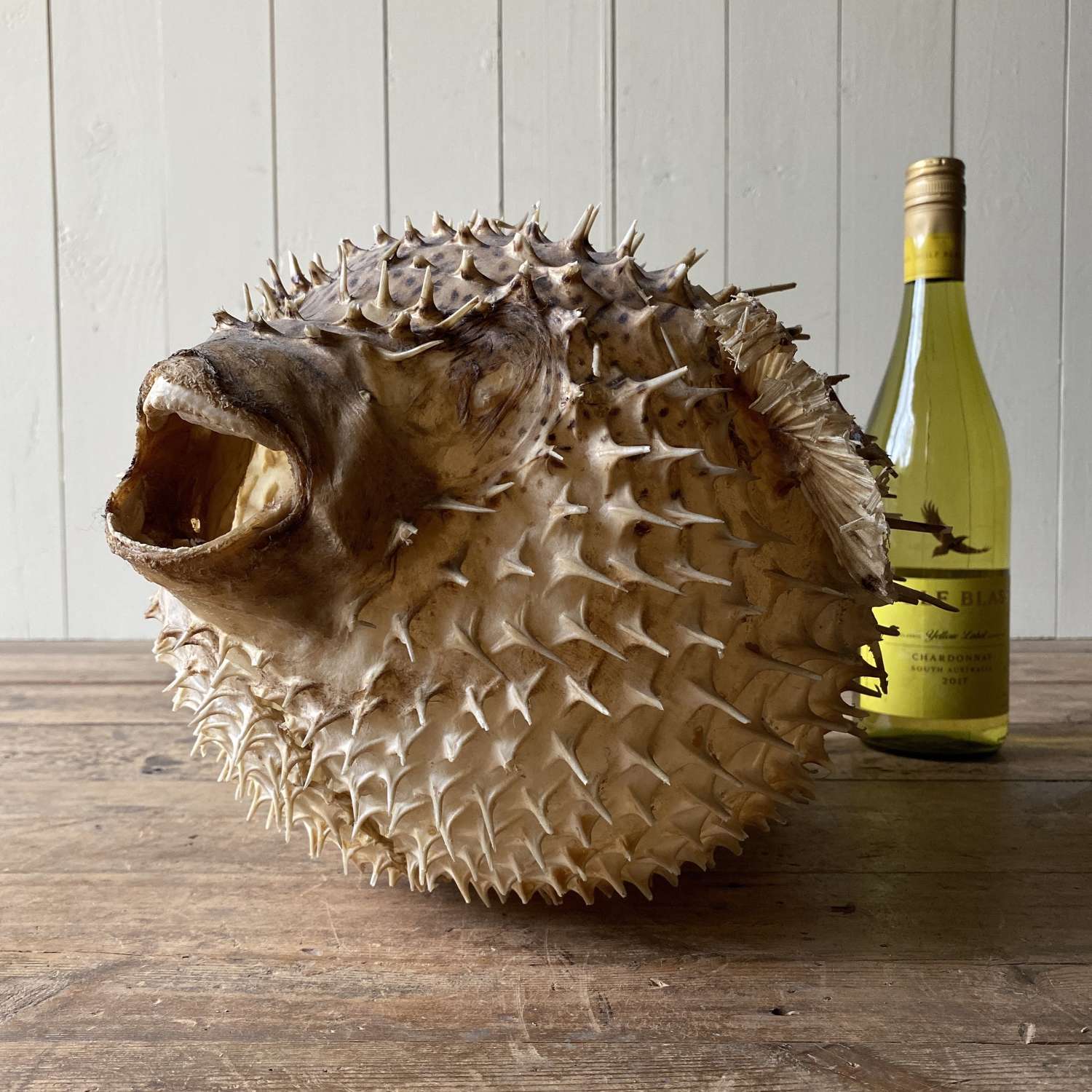 Large Taxidermy Puffer Fish