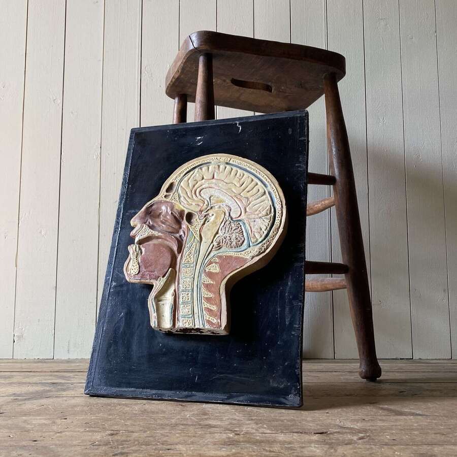 Vintage Anatomical Model - Head