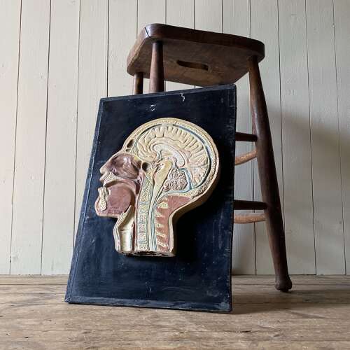 Vintage Anatomical Model - Head