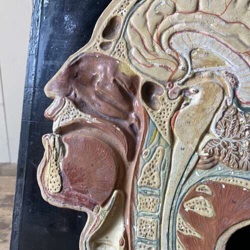 Vintage Anatomical Model - Head