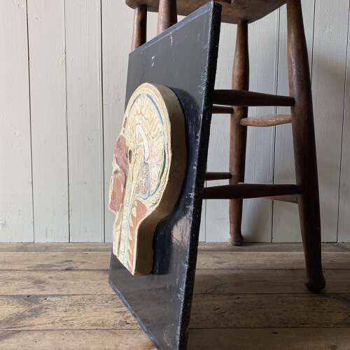 Vintage Anatomical Model - Head
