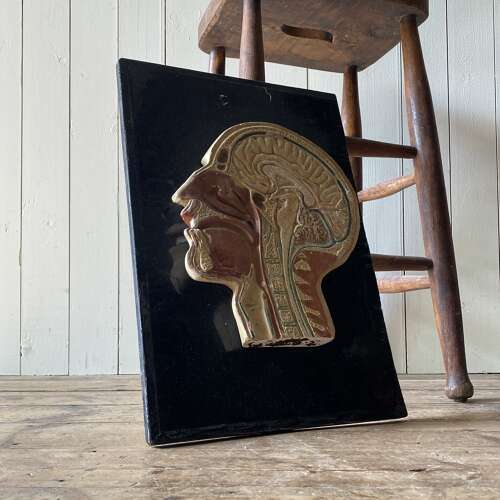 Vintage Anatomical Model - Head