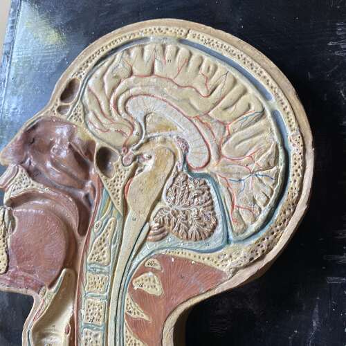 Vintage Anatomical Model - Head
