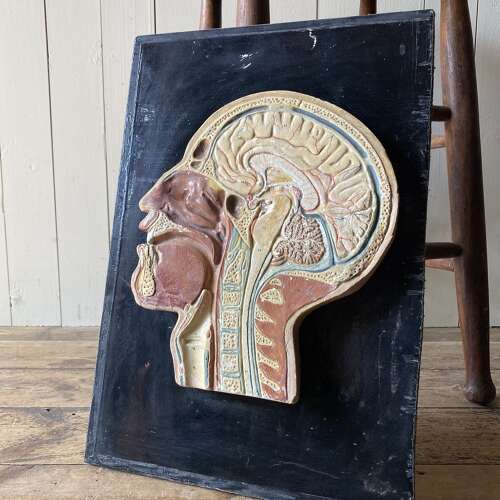 Vintage Anatomical Model - Head