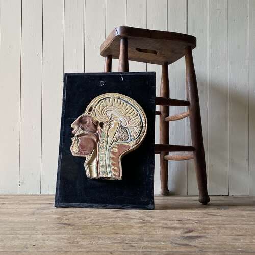 Vintage Anatomical Model - Head