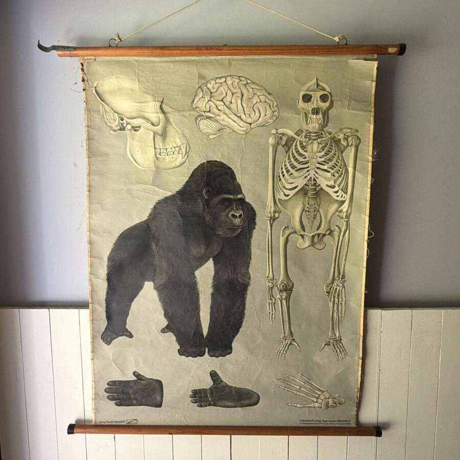 Vintage Anatomical Wall Chart - Gorilla
