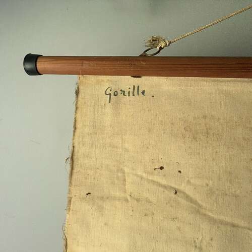Vintage Anatomical Wall Chart - Gorilla