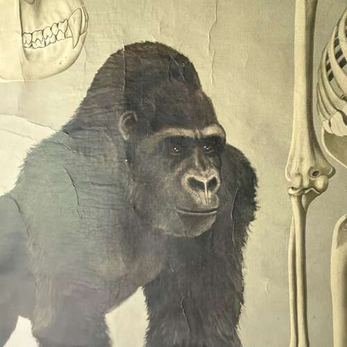 Vintage Anatomical Wall Chart - Gorilla