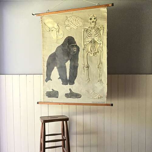 Vintage Anatomical Wall Chart - Gorilla