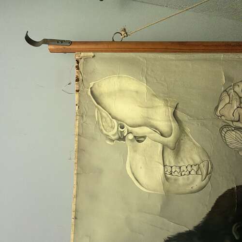 Vintage Anatomical Wall Chart - Gorilla