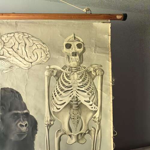 Vintage Anatomical Wall Chart - Gorilla