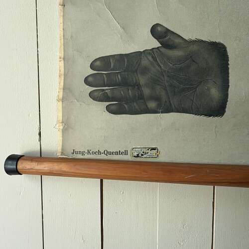 Vintage Anatomical Wall Chart - Gorilla