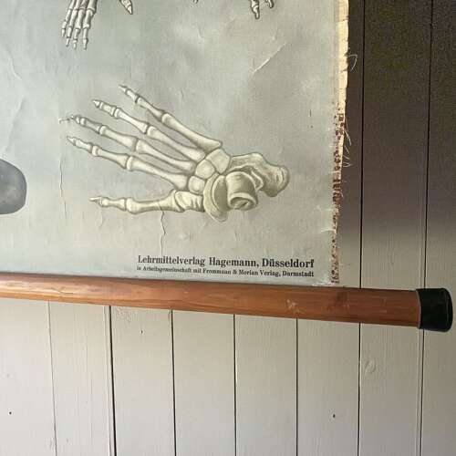 Vintage Anatomical Wall Chart - Gorilla