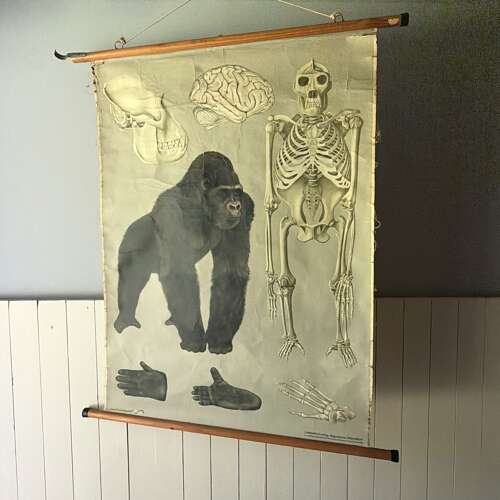 Vintage Anatomical Wall Chart - Gorilla
